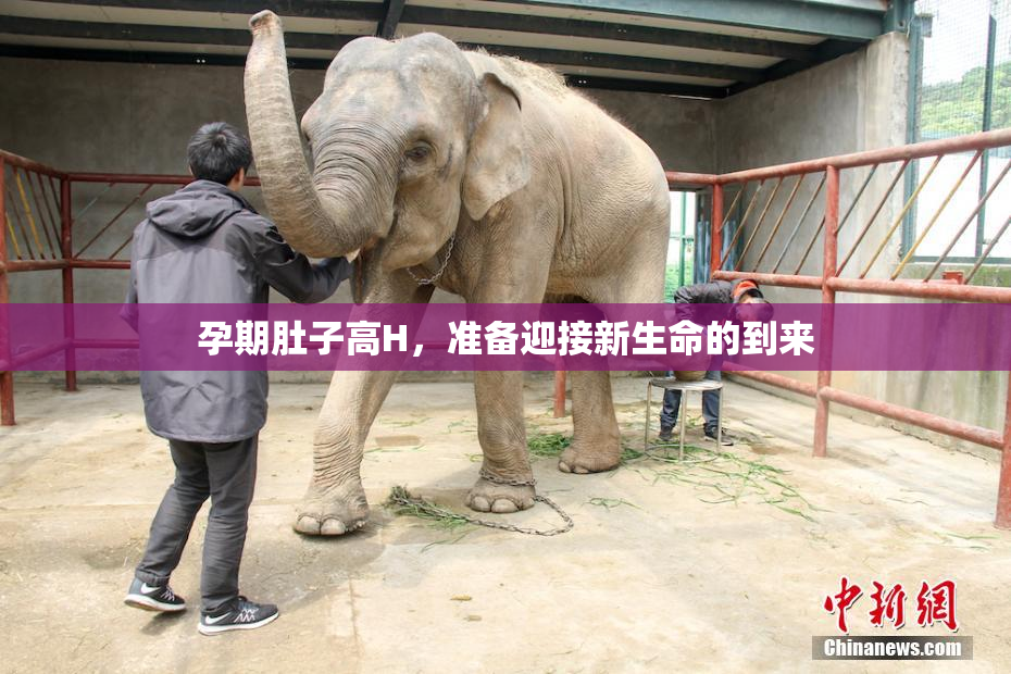 孕期肚子高H，准备迎接新生命的到来