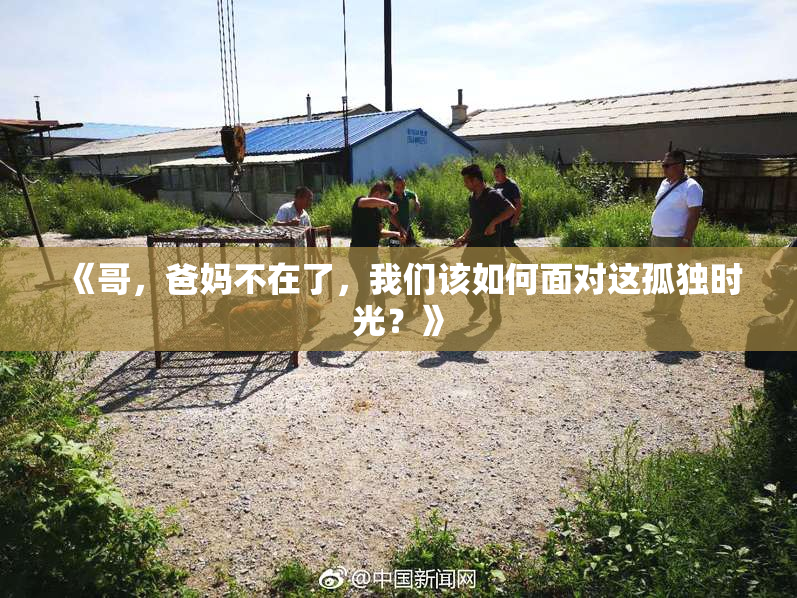 《哥，爸妈不在了，我们该如何面对这孤独时光？》