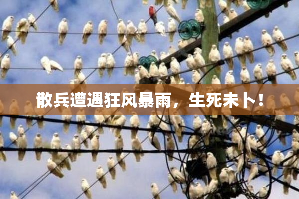 散兵遭遇狂风暴雨，生死未卜！
