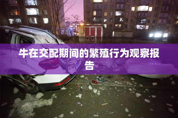 牛在交配期间的繁殖行为观察报告