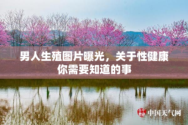 男人生殖图片曝光，关于性健康你需要知道的事