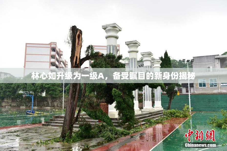 林心如升级为一级A，备受瞩目的新身份揭秘
