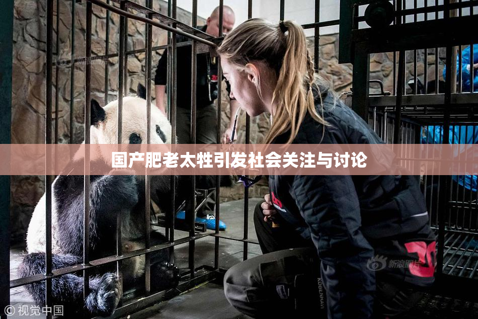 国产肥老太牲引发社会关注与讨论