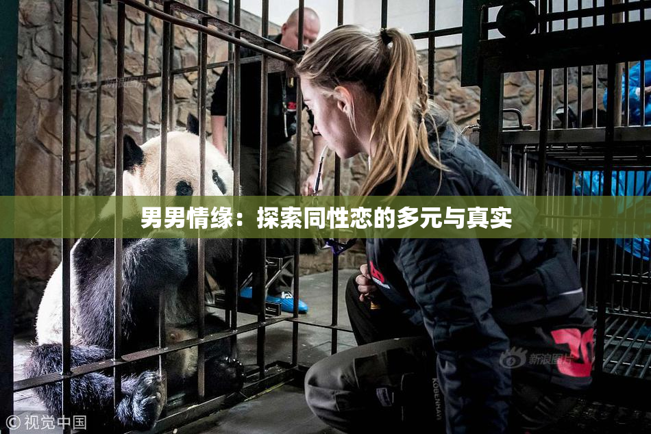 男男情缘：探索同性恋的多元与真实