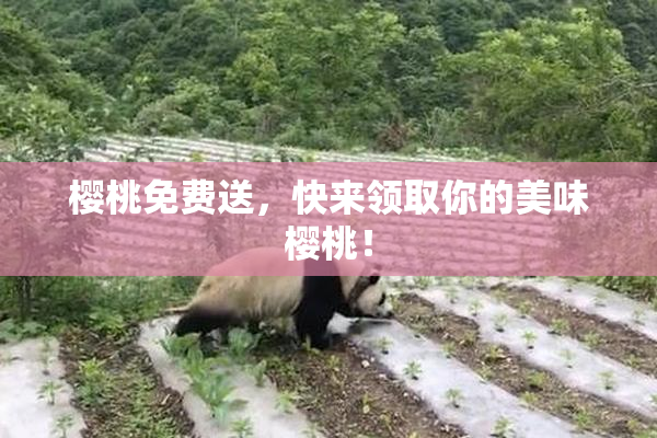 樱桃免费送，快来领取你的美味樱桃！