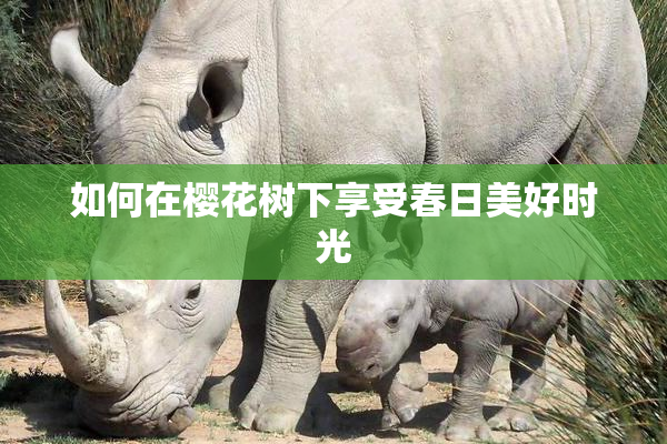 如何在樱花树下享受春日美好时光
