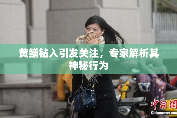 黄鳝钻入引发关注，专家解析其神秘行为