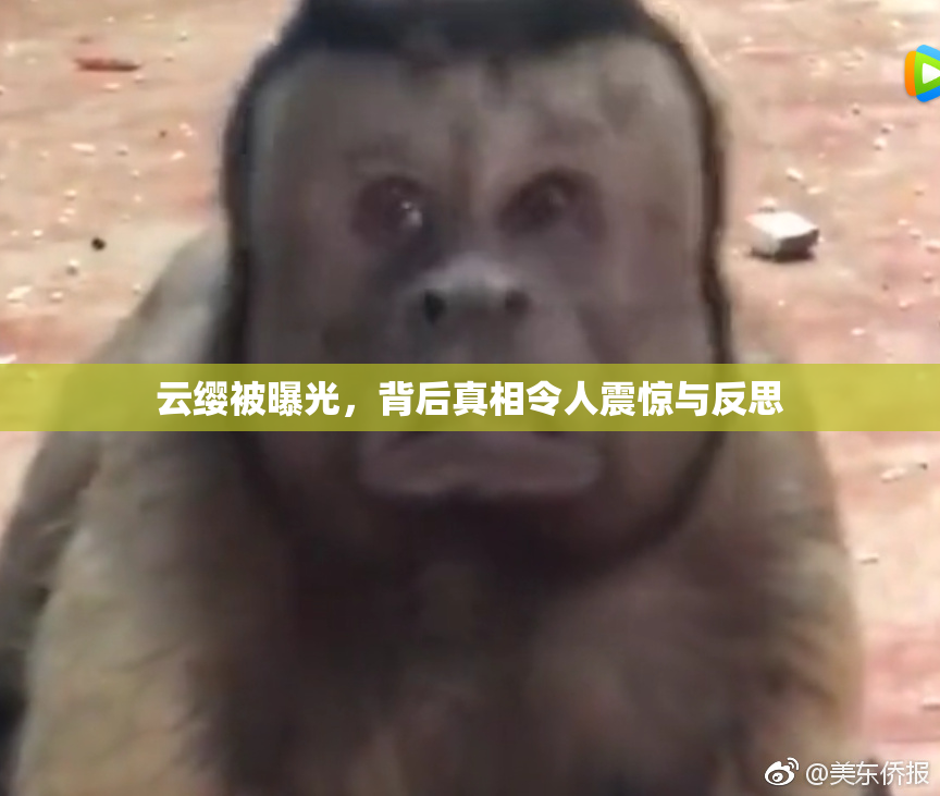 云缨被曝光，背后真相令人震惊与反思