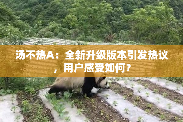 汤不热A：全新升级版本引发热议，用户感受如何？