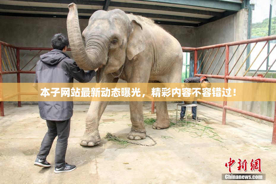 本子网站最新动态曝光，精彩内容不容错过！