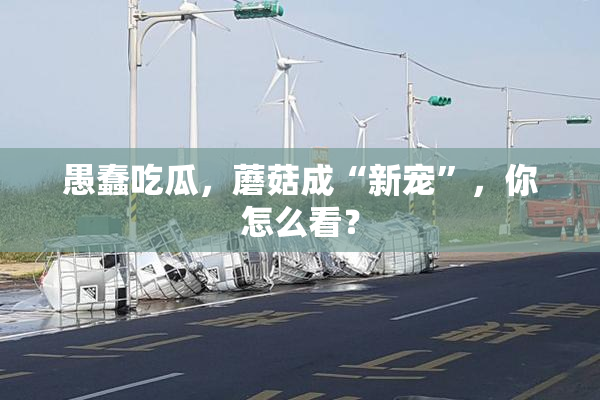 愚蠢吃瓜，蘑菇成“新宠”，你怎么看？