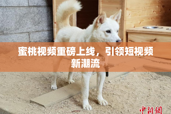 蜜桃视频重磅上线，引领短视频新潮流