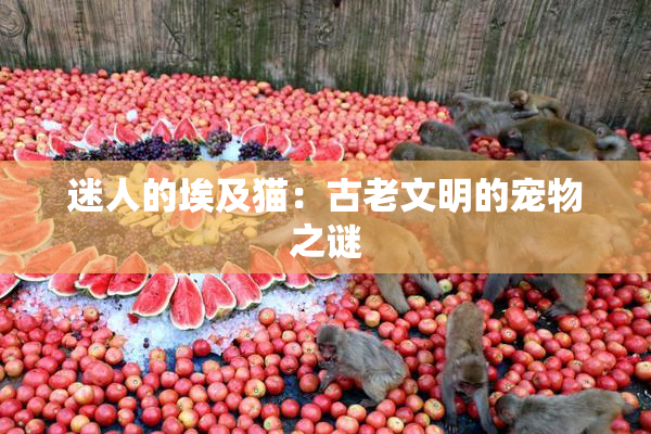 迷人的埃及猫：古老文明的宠物之谜