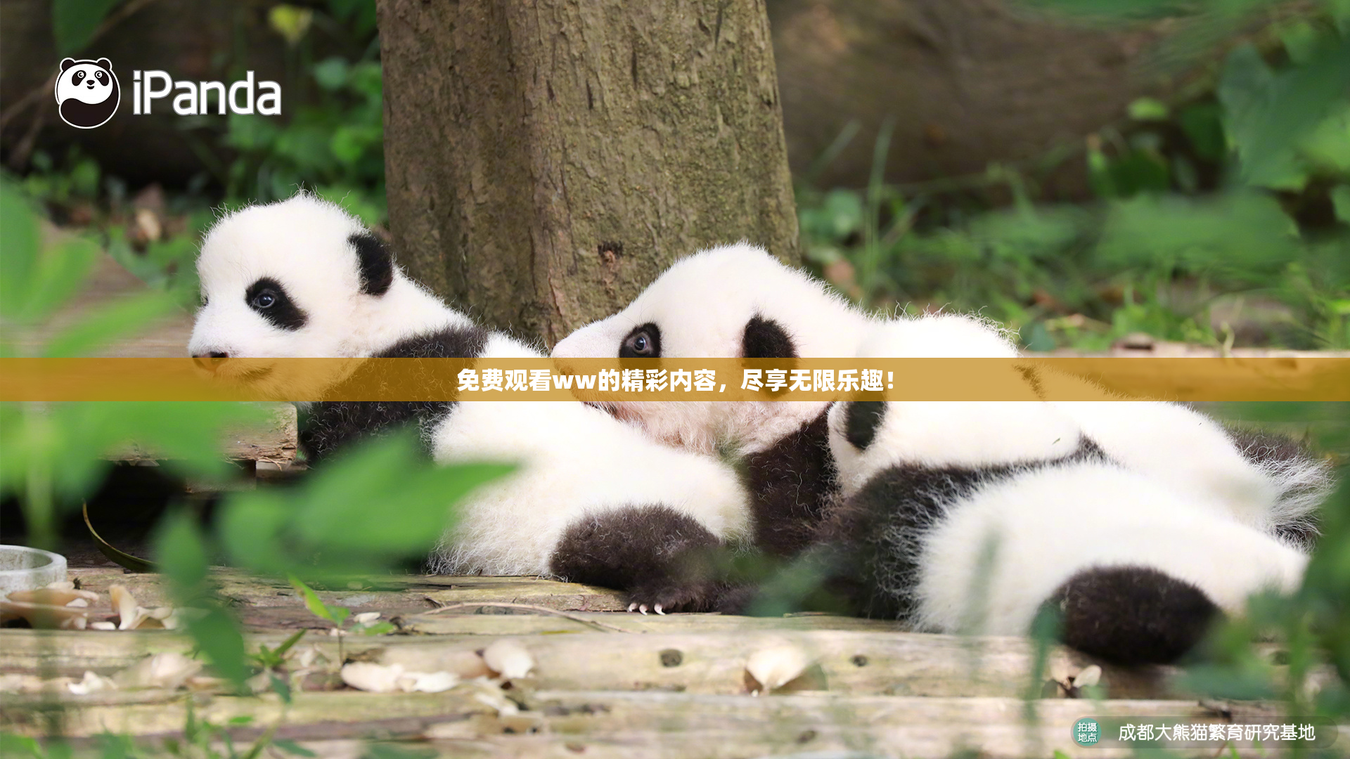 免费观看ww的精彩内容，尽享无限乐趣！