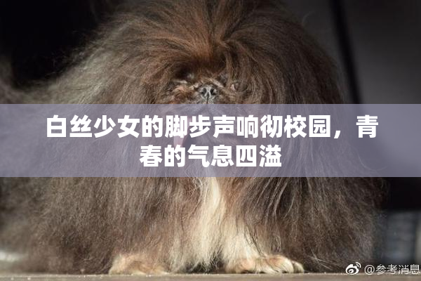 白丝少女的脚步声响彻校园，青春的气息四溢