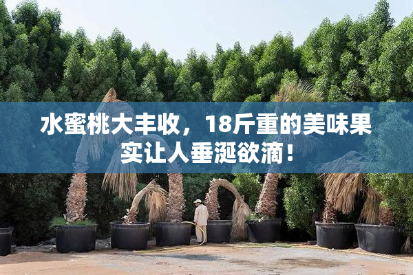 水蜜桃大丰收，18斤重的美味果实让人垂涎欲滴！
