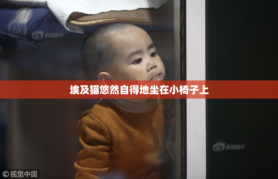 埃及猫悠然自得地坐在小椅子上