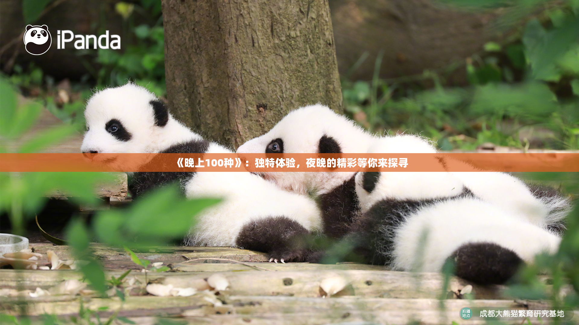 《晚上100种》：独特体验，夜晚的精彩等你来探寻
