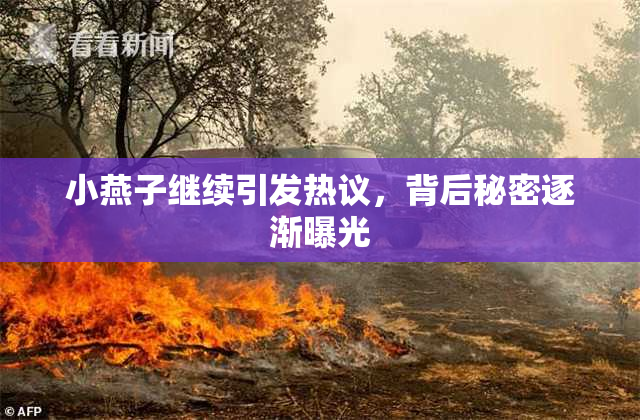 小燕子继续引发热议，背后秘密逐渐曝光