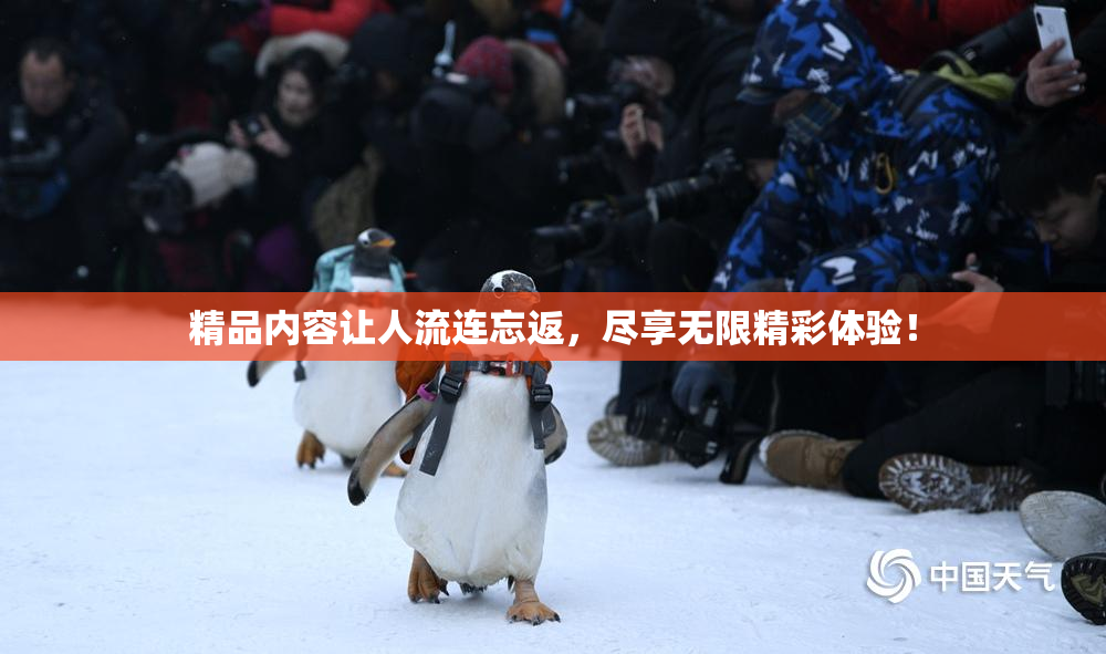 精品内容让人流连忘返，尽享无限精彩体验！