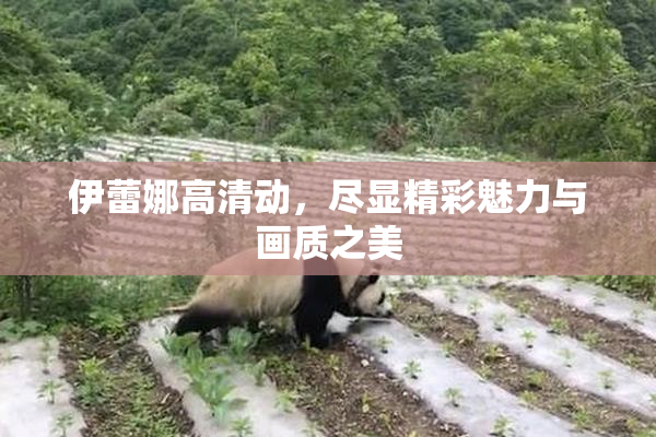伊蕾娜高清动，尽显精彩魅力与画质之美
