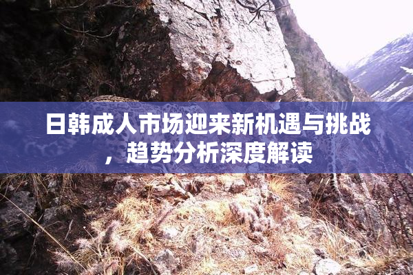 日韩成人市场迎来新机遇与挑战，趋势分析深度解读