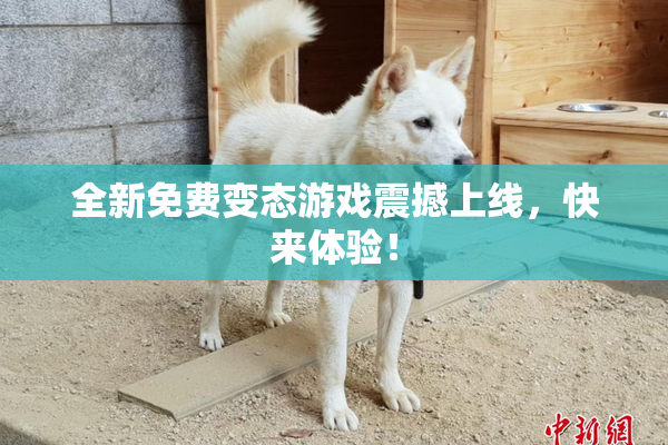 全新免费变态游戏震撼上线，快来体验！