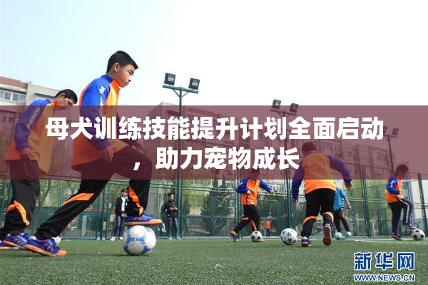 母犬训练技能提升计划全面启动，助力宠物成长