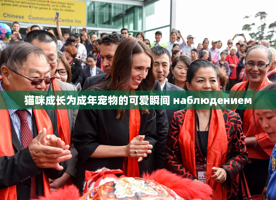 猫咪成长为成年宠物的可爱瞬间 наблюдением