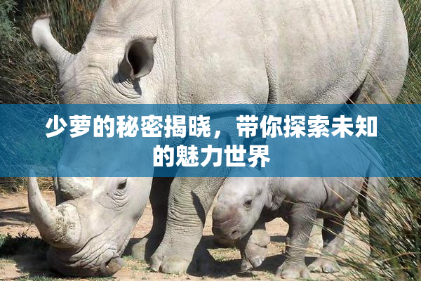 少萝的秘密揭晓，带你探索未知的魅力世界