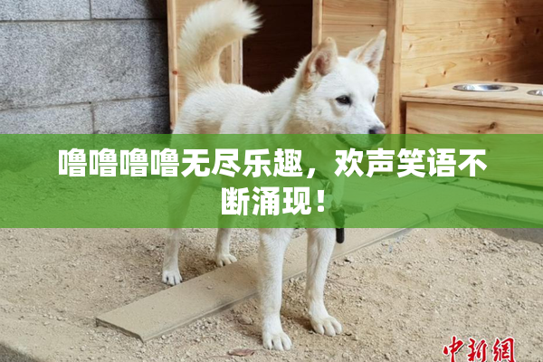 噜噜噜噜无尽乐趣，欢声笑语不断涌现！