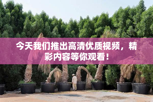 今天我们推出高清优质视频，精彩内容等你观看！