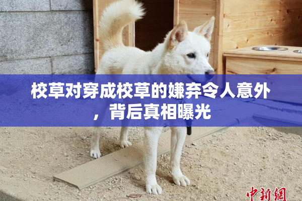 校草对穿成校草的嫌弃令人意外，背后真相曝光