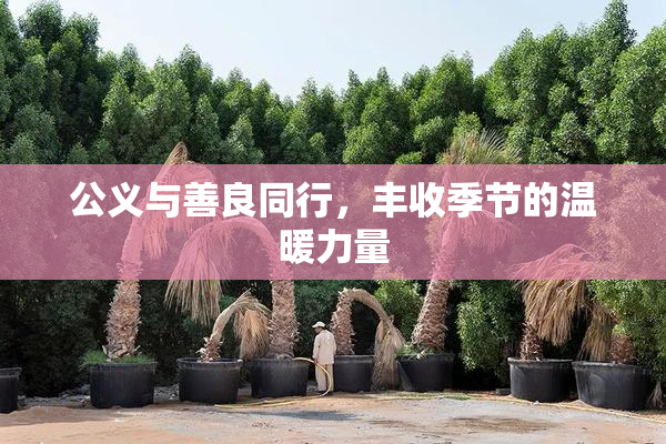 公义与善良同行，丰收季节的温暖力量