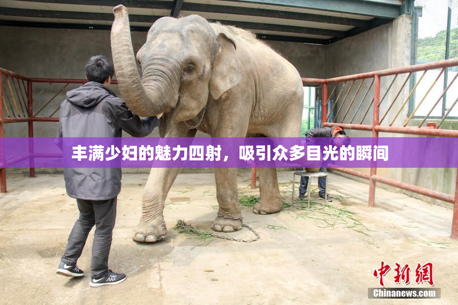 丰满少妇的魅力四射，吸引众多目光的瞬间