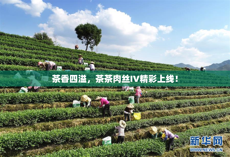 茶香四溢，茶茶肉丝IV精彩上线！