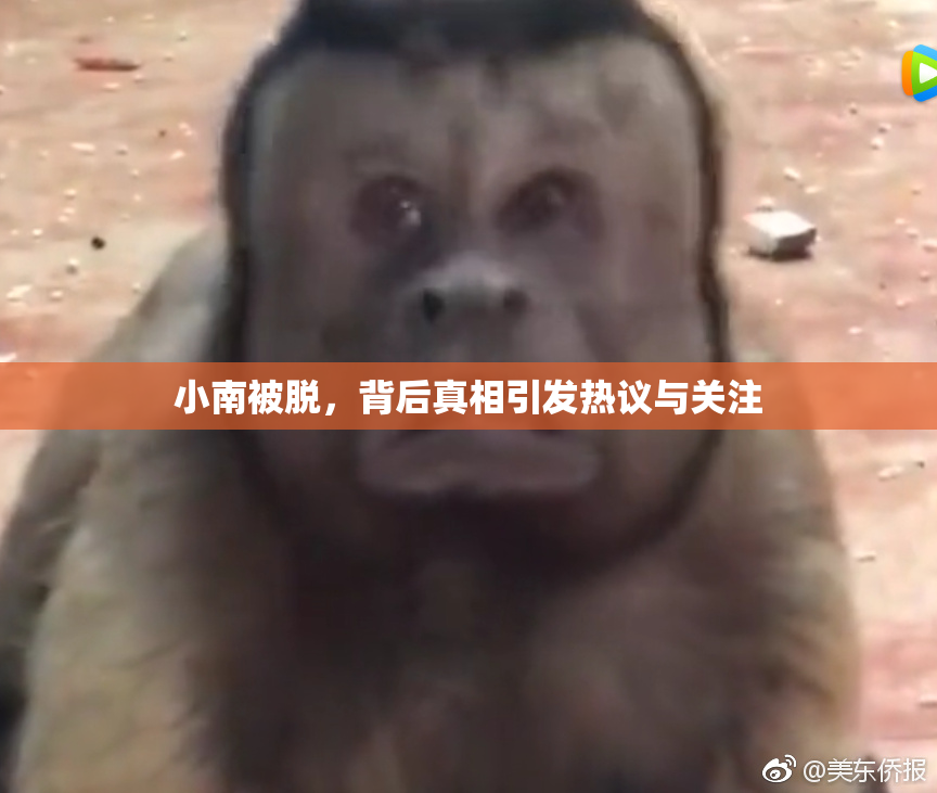 小南被脱，背后真相引发热议与关注