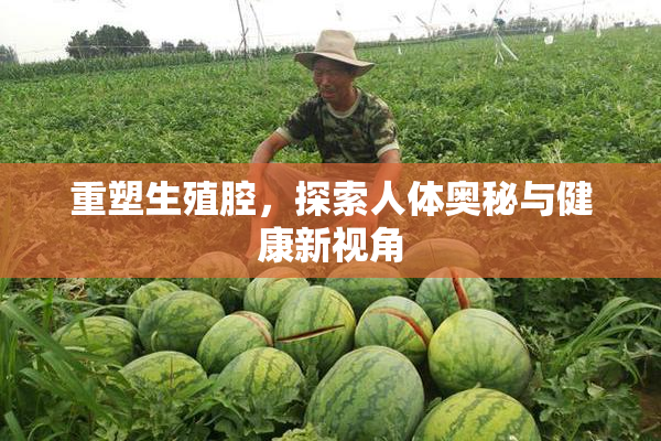 重塑生殖腔，探索人体奥秘与健康新视角