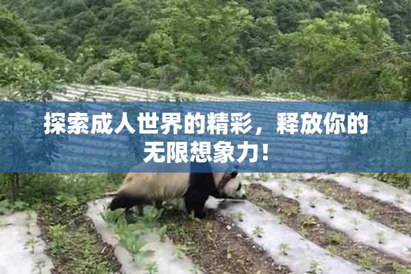 探索成人世界的精彩，释放你的无限想象力！