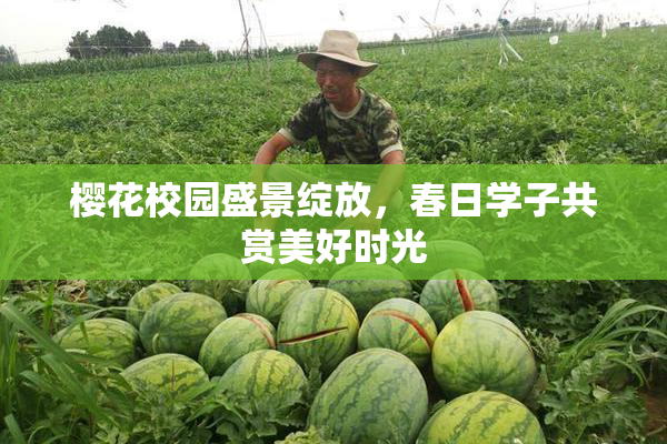 樱花校园盛景绽放，春日学子共赏美好时光