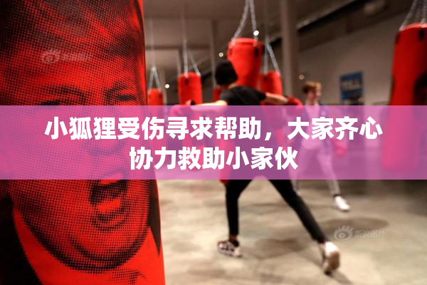 小狐狸受伤寻求帮助，大家齐心协力救助小家伙