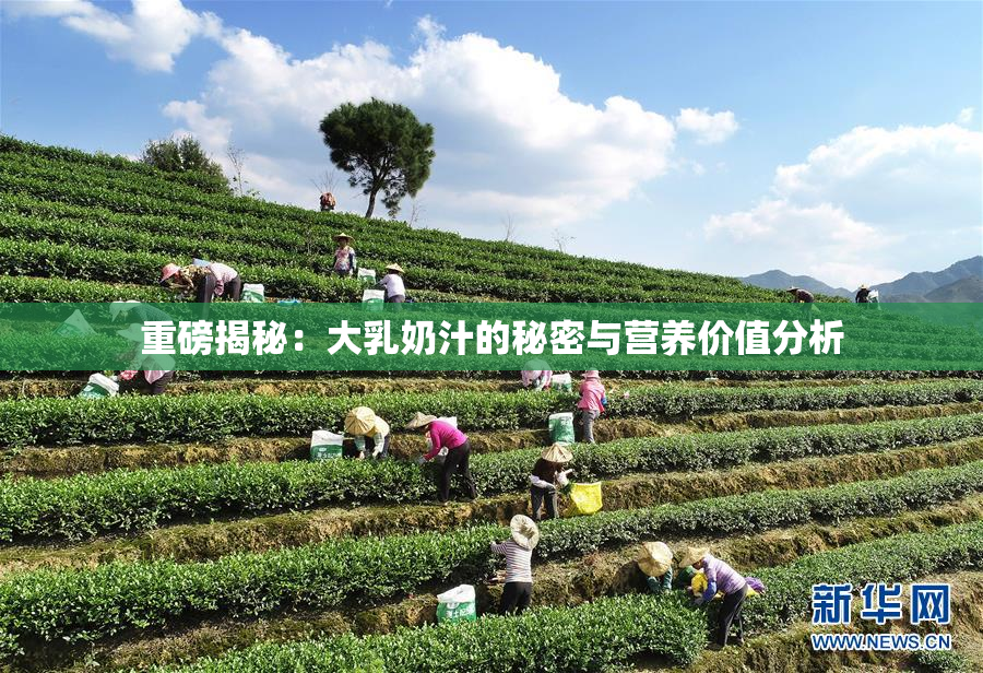 重磅揭秘：大乳奶汁的秘密与营养价值分析