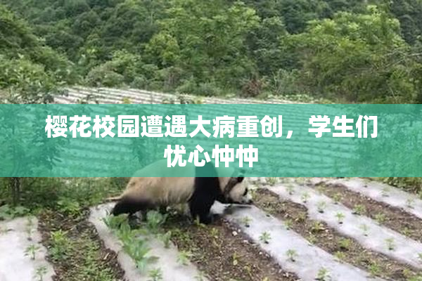 樱花校园遭遇大病重创，学生们忧心忡忡