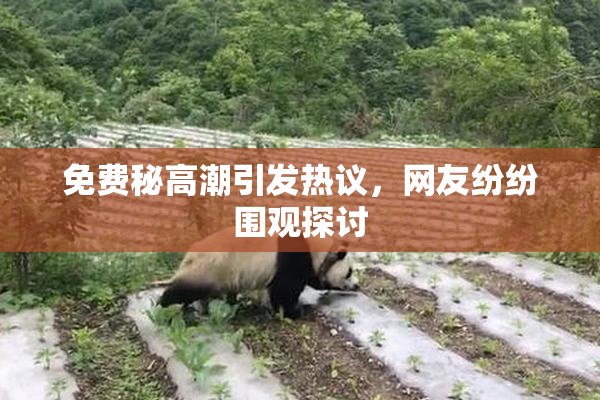 免费秘高潮引发热议，网友纷纷围观探讨