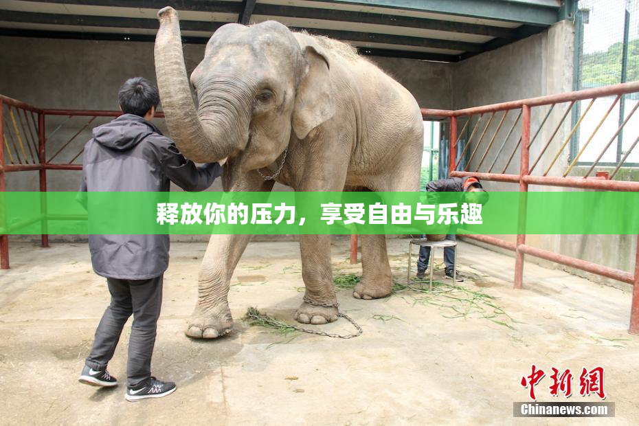 释放你的压力，享受自由与乐趣