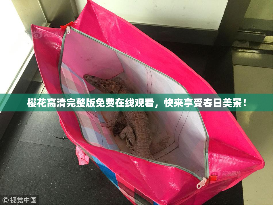 樱花高清完整版免费在线观看，快来享受春日美景！