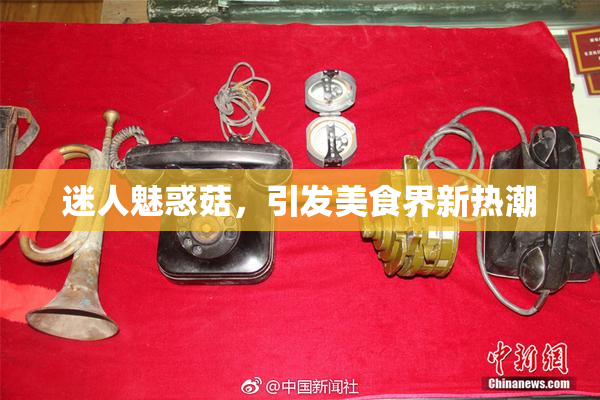 迷人魅惑菇，引发美食界新热潮