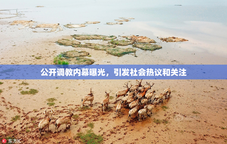 公开调教内幕曝光，引发社会热议和关注