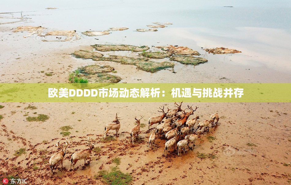 欧美DDDD市场动态解析：机遇与挑战并存