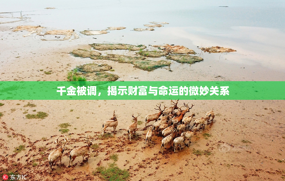 千金被调，揭示财富与命运的微妙关系